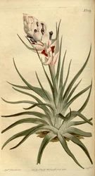 Ilustración de Tillandsia stricta